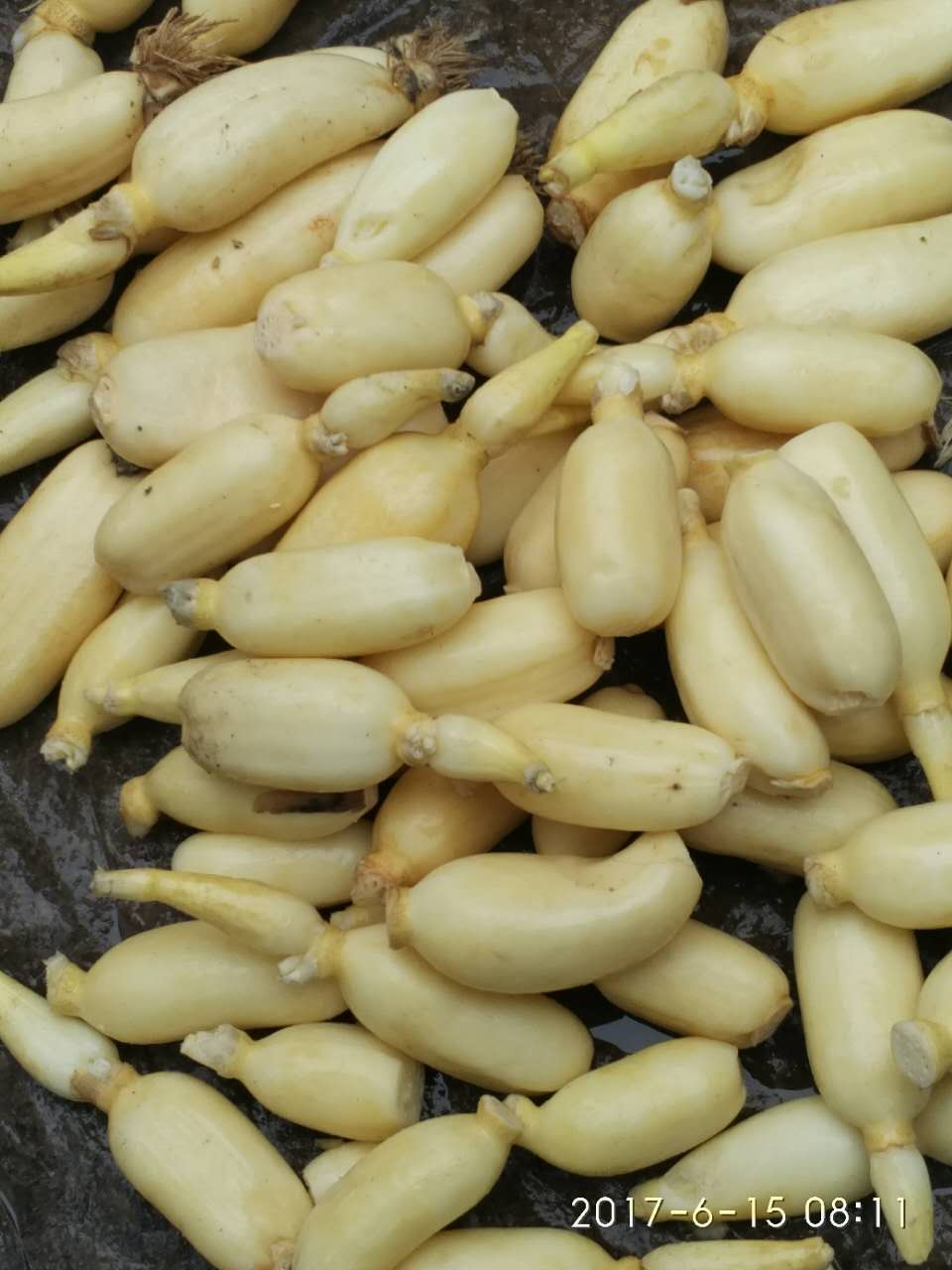 湖北嫩藕食材包凉拌炖汤榨汁水生莲藕特产藕花莲藕