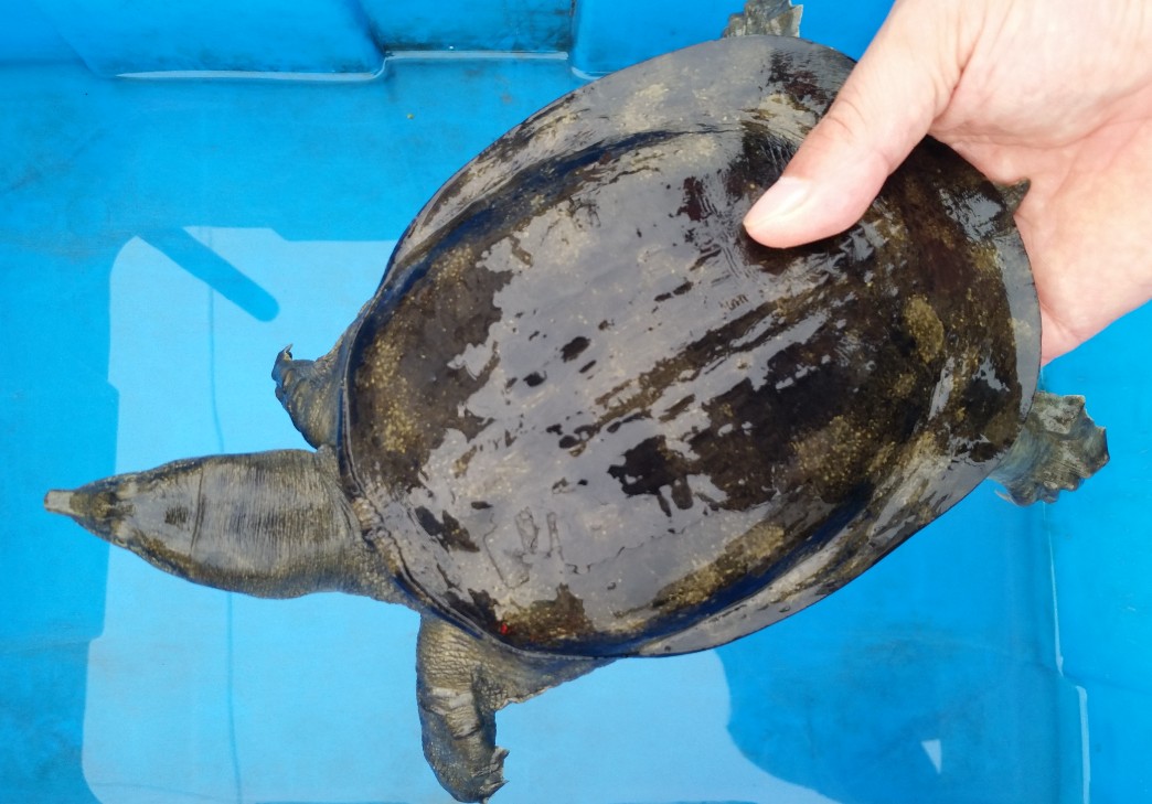 农村土鳖苏北甲鱼大纵湖天然天然水水产生态鲜活甲鱼