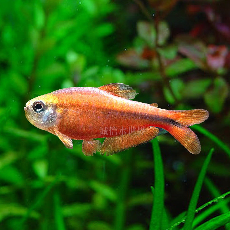 超级红魔魔鬼灯鱼活体热带观赏草缸淡水原生鱼