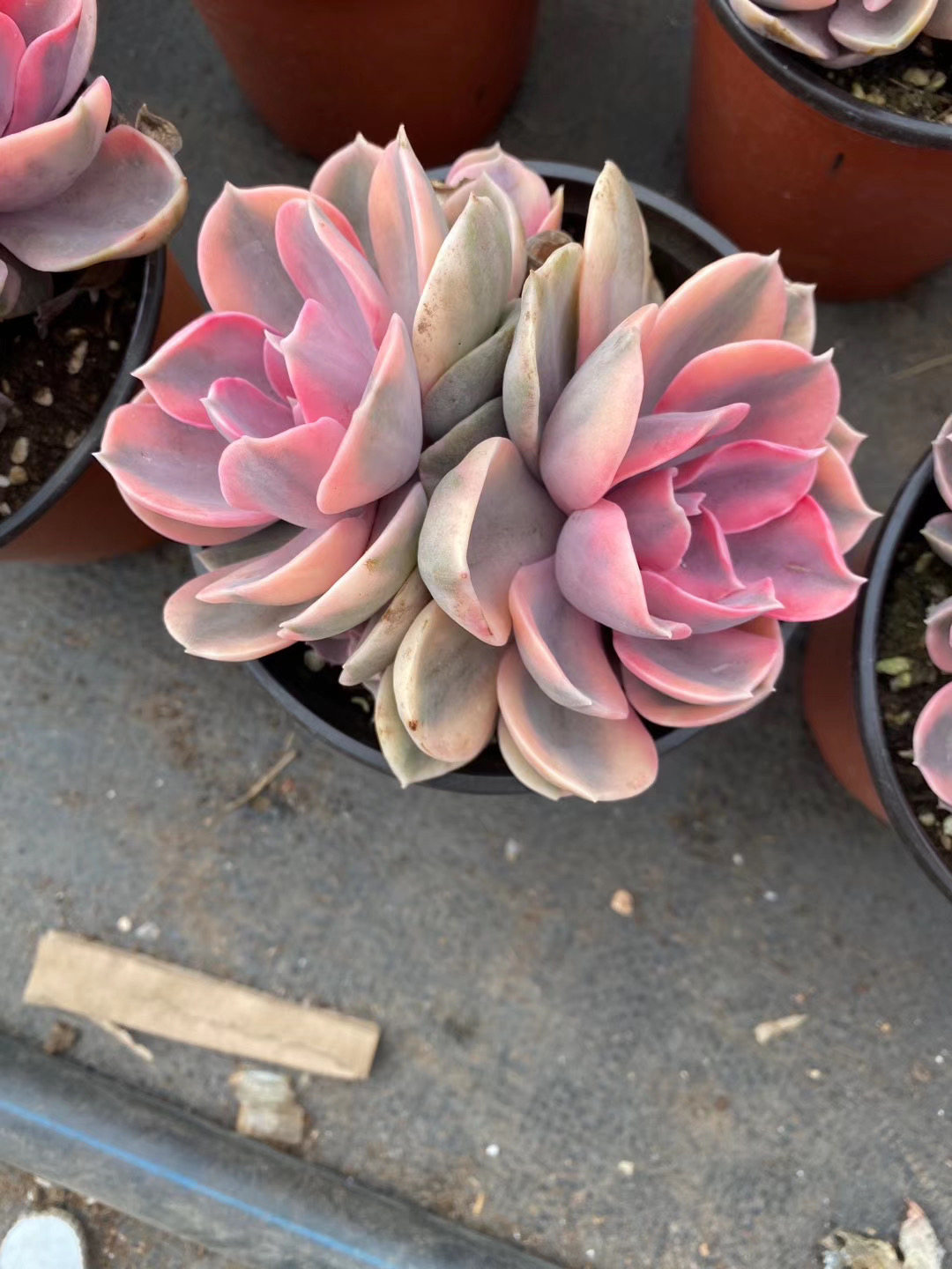 多肉植物 彩虹 多肉老桩 群生多头 紫珍珠锦 保真 保正版 非药锦