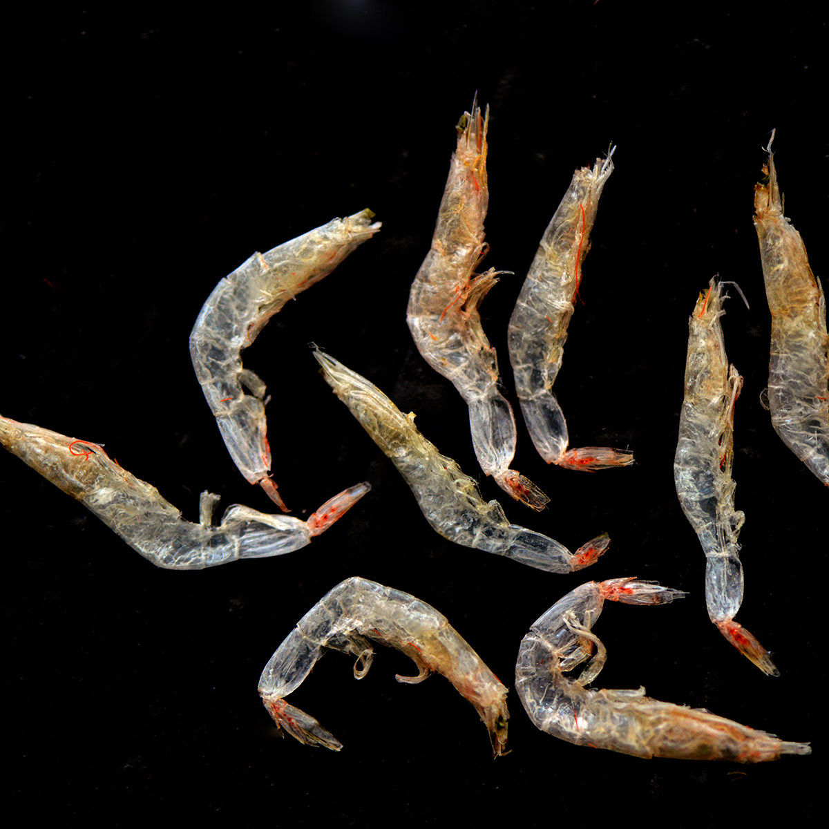 南食召◆东海生晒毛虾 无盐淡干虾皮 高钙 可做宝宝辅食