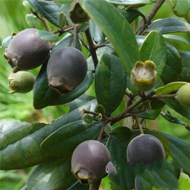 中药材野生山捻子桃金娘干果稔子豆捻岗捻子泡酒500g一斤包邮