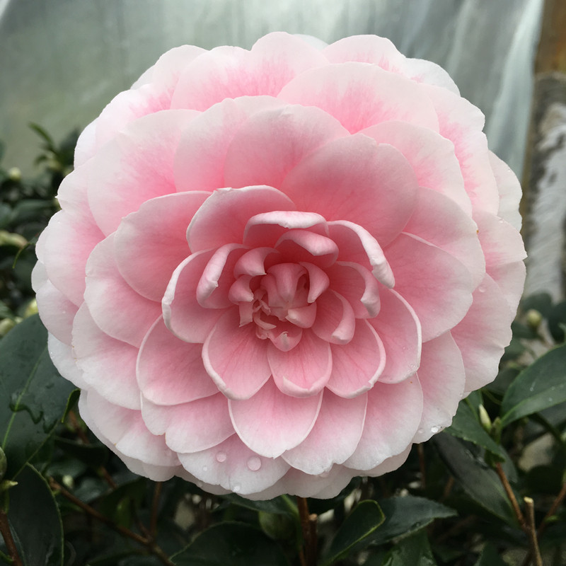 茶花名贵树苗粉丹盆栽阳台庭院绿植花卉粉色时令草本花卉