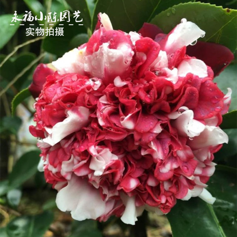 花佛鼎茶花苗客厅庭院绿植花卉栽佛茶花鹤鼎时令草本花卉