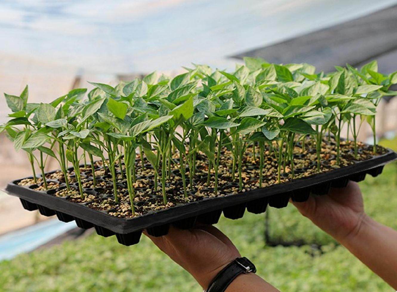 树苗育苗西瓜方格烟苗玉米大号加厚稻苗稻子育苗盘