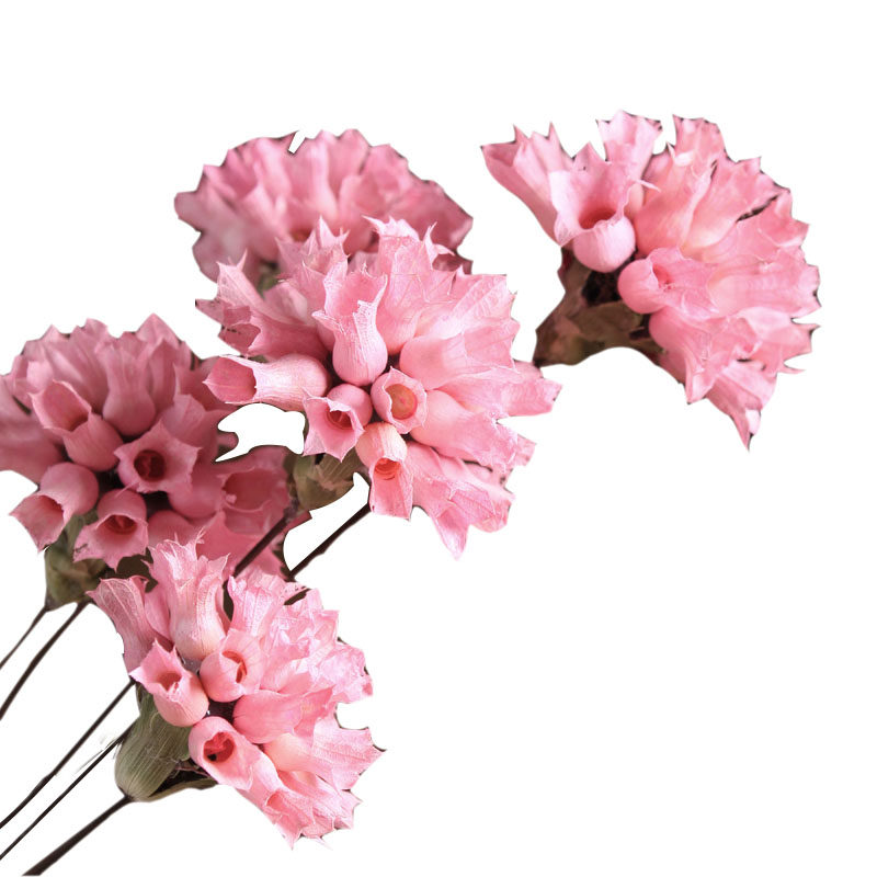 诺凡康乃馨装饰干花干花真花干花花束手工艺术干花客厅卧室