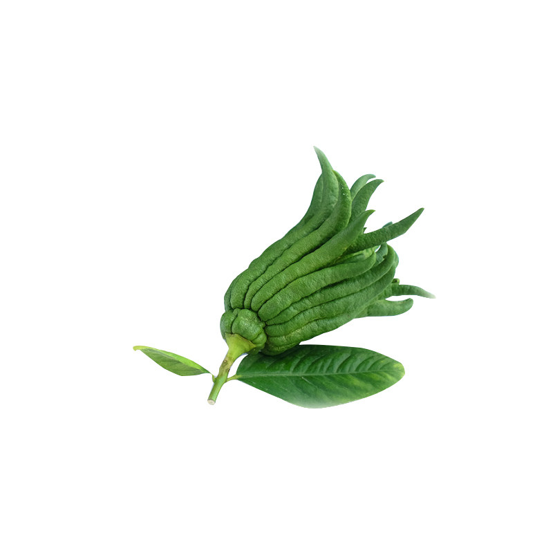 现摘带枝佛手新鲜金华佛手果香橼佛手柑黄果观赏把玩清供水培插花