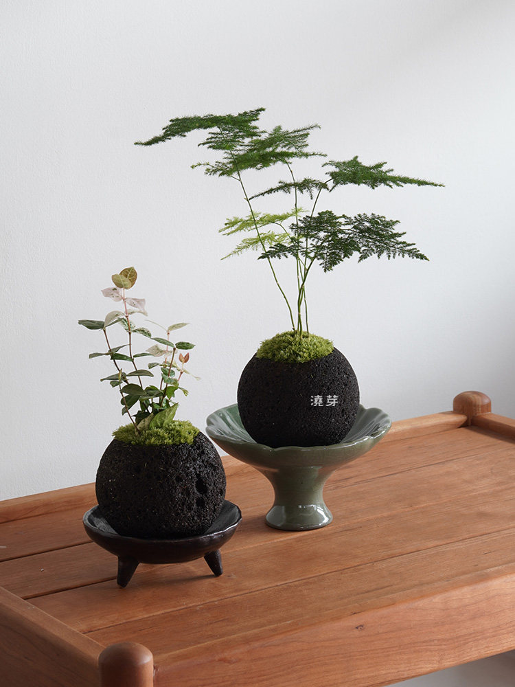 浇芽案头创意绿植苔藓盆景办公茶室日式盆栽绿植