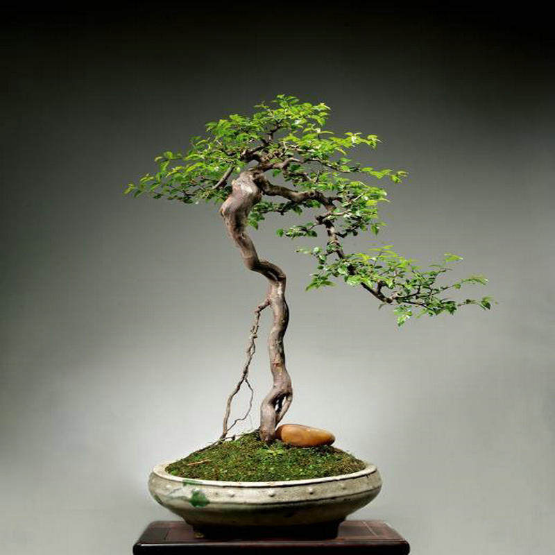 精品造型小叶雀梅盆景矮霸老桩阳台办公桌微景绿植