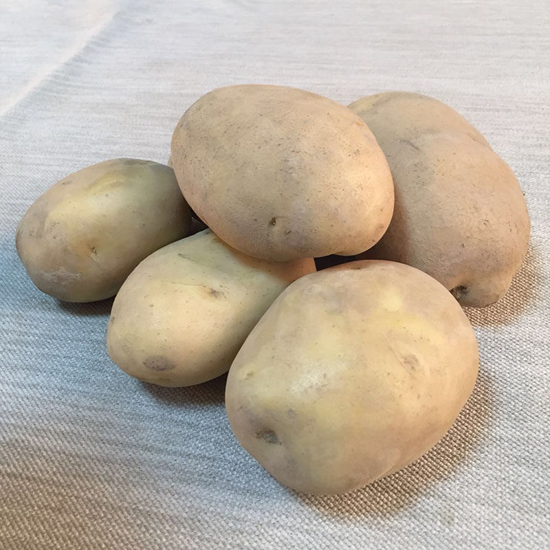 山西岚县农家黄皮现挖糯面沙大土豆20年新鲜土豆