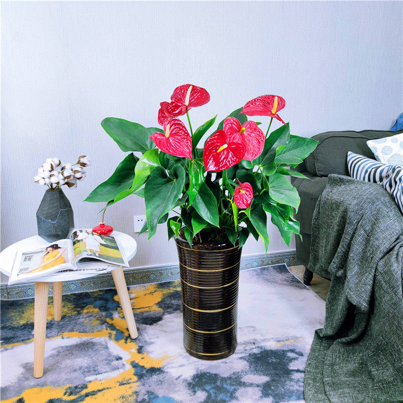 红掌密西根盆栽甲醛净化空气办公室绿植四季开花不断大型绿植