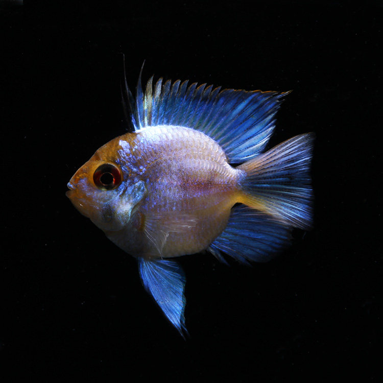 俊斯水族活体观赏鱼金波灯科集锦群游热带鱼小鱼鱼