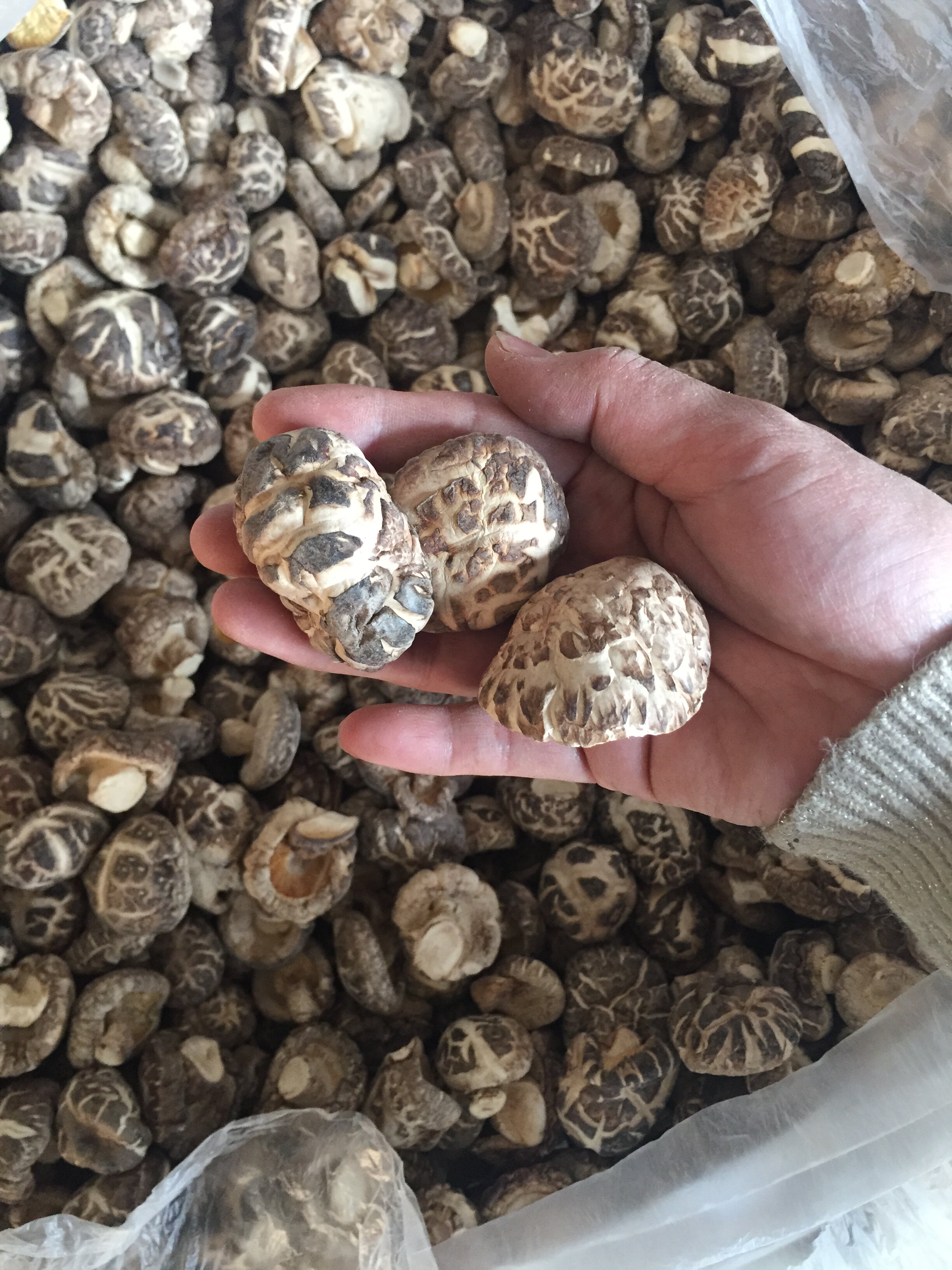 椴木香菇花菇400克各种规格都有新货口感好食用菌礼盒健康养生