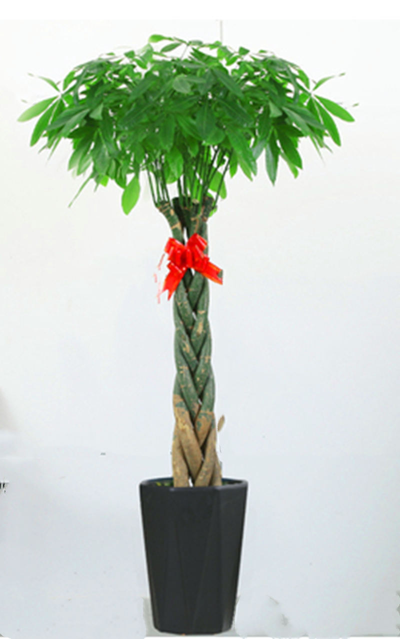 杭州鲜花独杆发财树盆栽办公室客厅净化空气花卉绿植绿植
