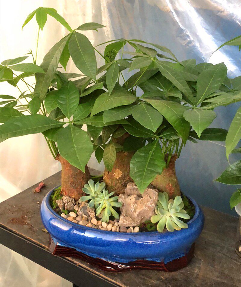 杭州鲜花独杆发财树盆栽办公室客厅净化空气花卉绿植绿植