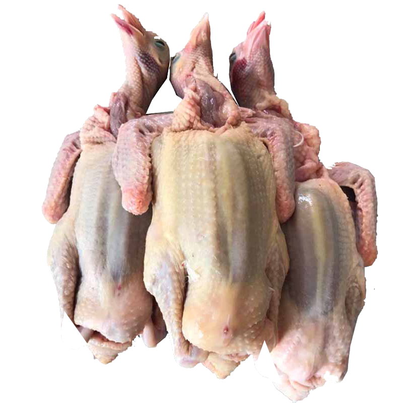 费96 费新鲜乳鸽崇明生态乳鸽农家散养肉鸽子鲜嫩香300g 包邮96