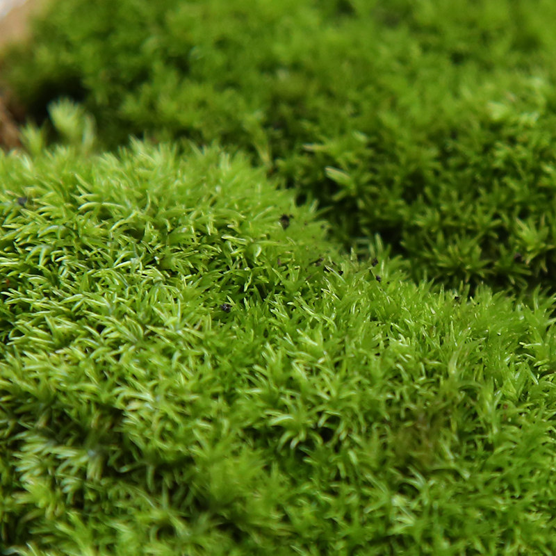 苔藓微景观植物苔藓植物鲜活青苔小草盆栽微景观植物diy材料