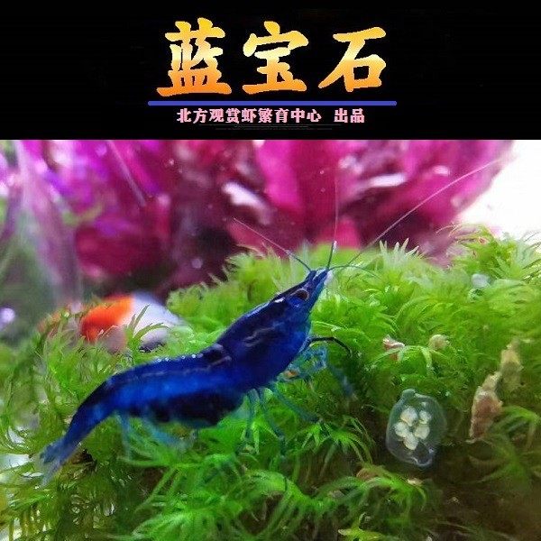 包活精品蓝宝石繁殖观赏蓝钻虾活淡水冷水鱼缸虾