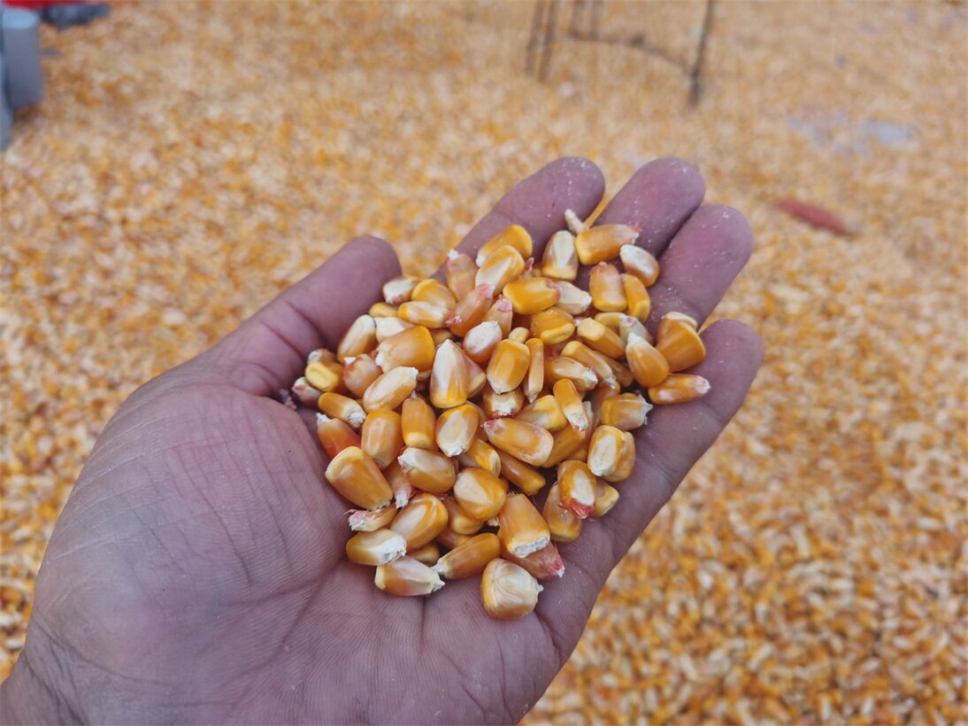 饲料玉米粒钓鱼打窝玉米粗粮鸽子子鸡鸭鸟宠物饲料原料