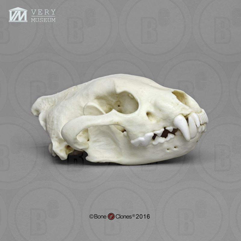 博物馆vm非常boneclones美国定制骨骼狼獾头骨化石其他模型玩具