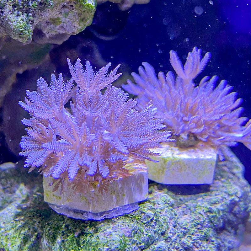 珊瑚千手白鬼爪鬼爪开合合花伞闪活体澳洲日本其它水族宠物