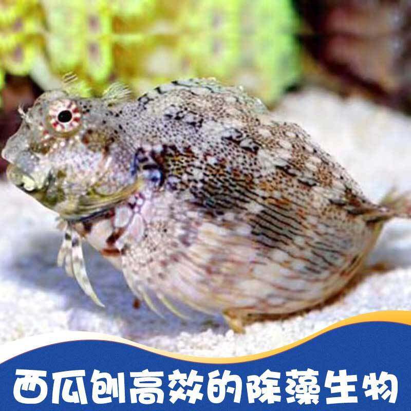 西瓜海水鱼鳚科花豹巴士藻翻活体藻食苔古食藻其它水族宠物