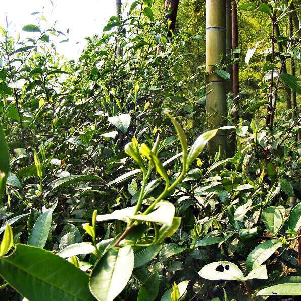 2022新茶年老茶树手工茶野高山绿茶直销茶叶其它绿茶