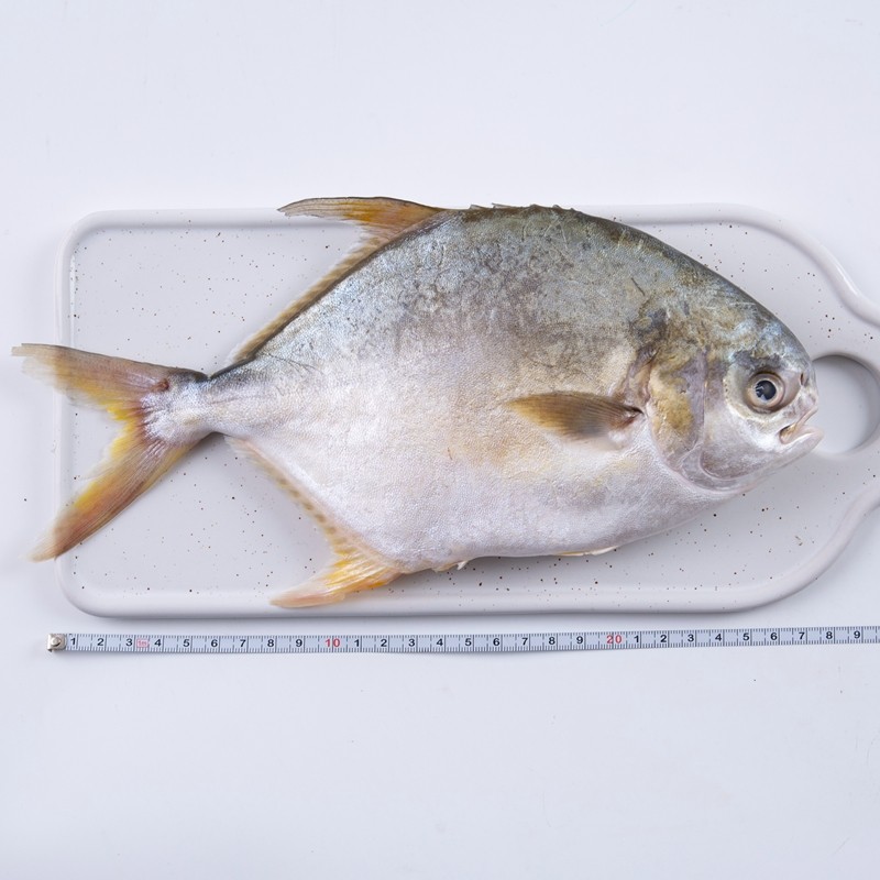 鲳鱼新鲜金鲳鱼鲜活冷冻平鱼扁鱼海鲜水产品野生鲳鱼