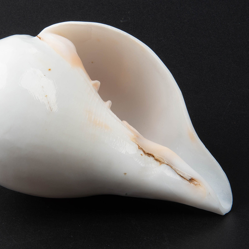 佛教用品 尼泊尔佛家左旋生物右旋天然白海螺密宗法器 八供法螺