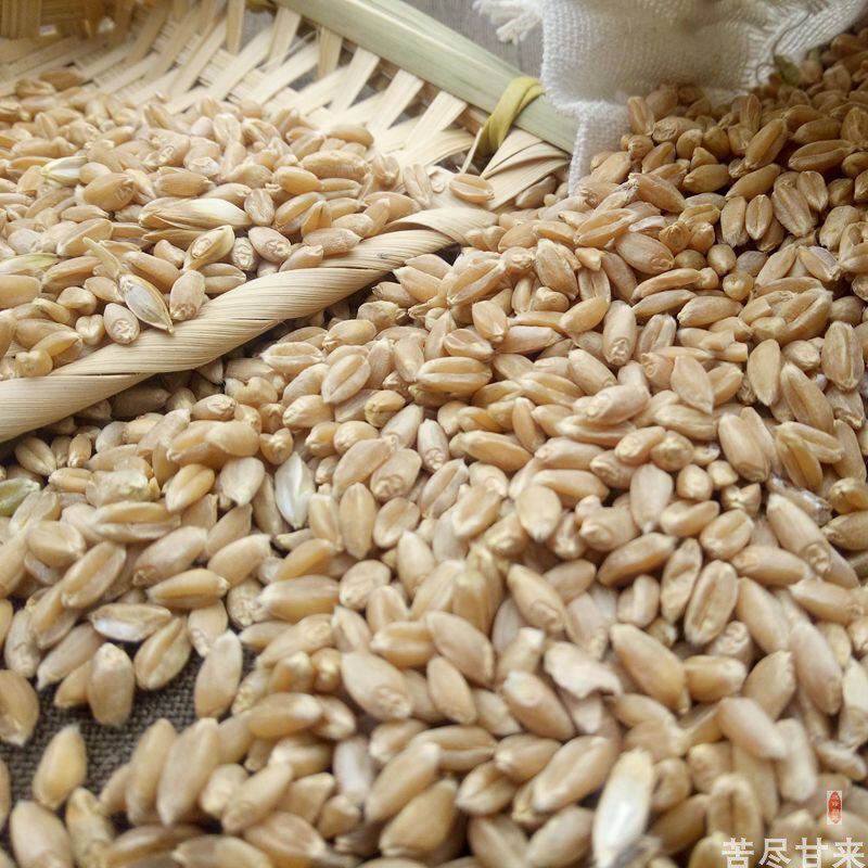 甘肃农家和尚头小麦种子古代麦种小麦草种子生麦芽自留种1000g