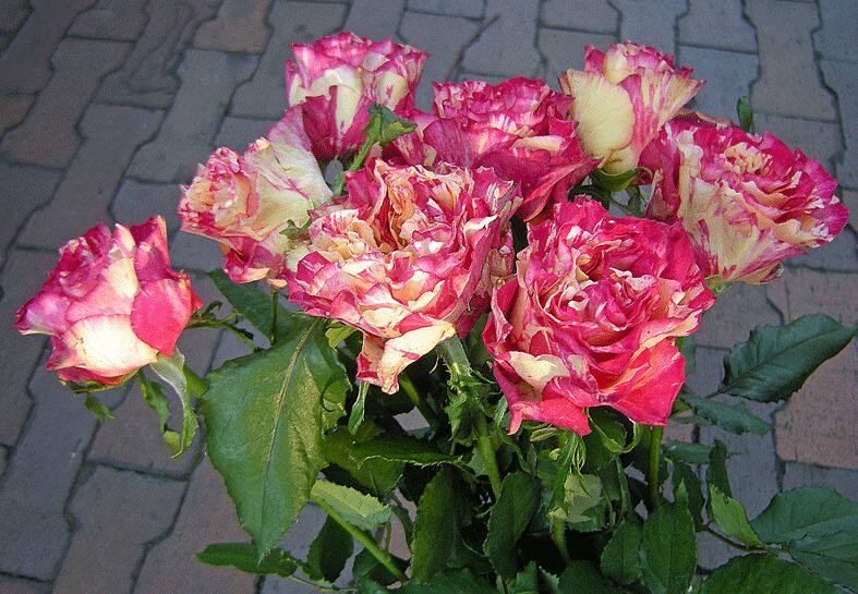 切花豁新日月新品万华镜华镜月季月季花花苗条纹时令草本花卉