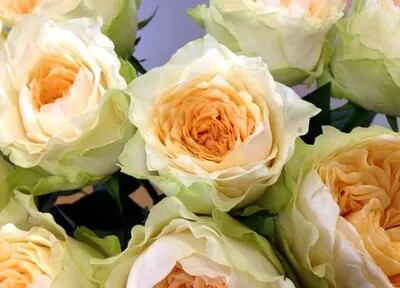 豁新新品灌木月季教母欧月花苗时令草本花卉