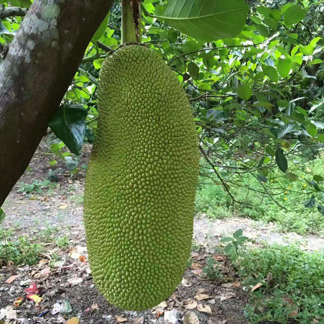 海南三亚热带新鲜水果 菠萝蜜 木菠萝 肉多味甜 18-20斤 包邮到家