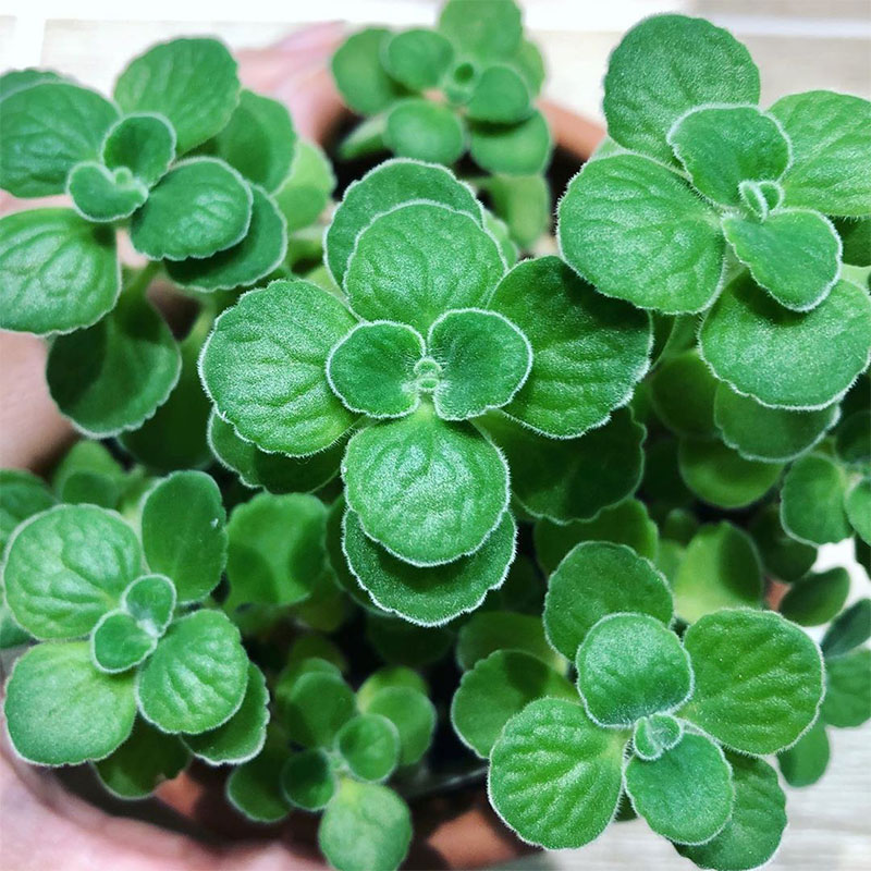 碰碰香小苗阳台植物一抹香摸摸香有香味室内净化空气绿植