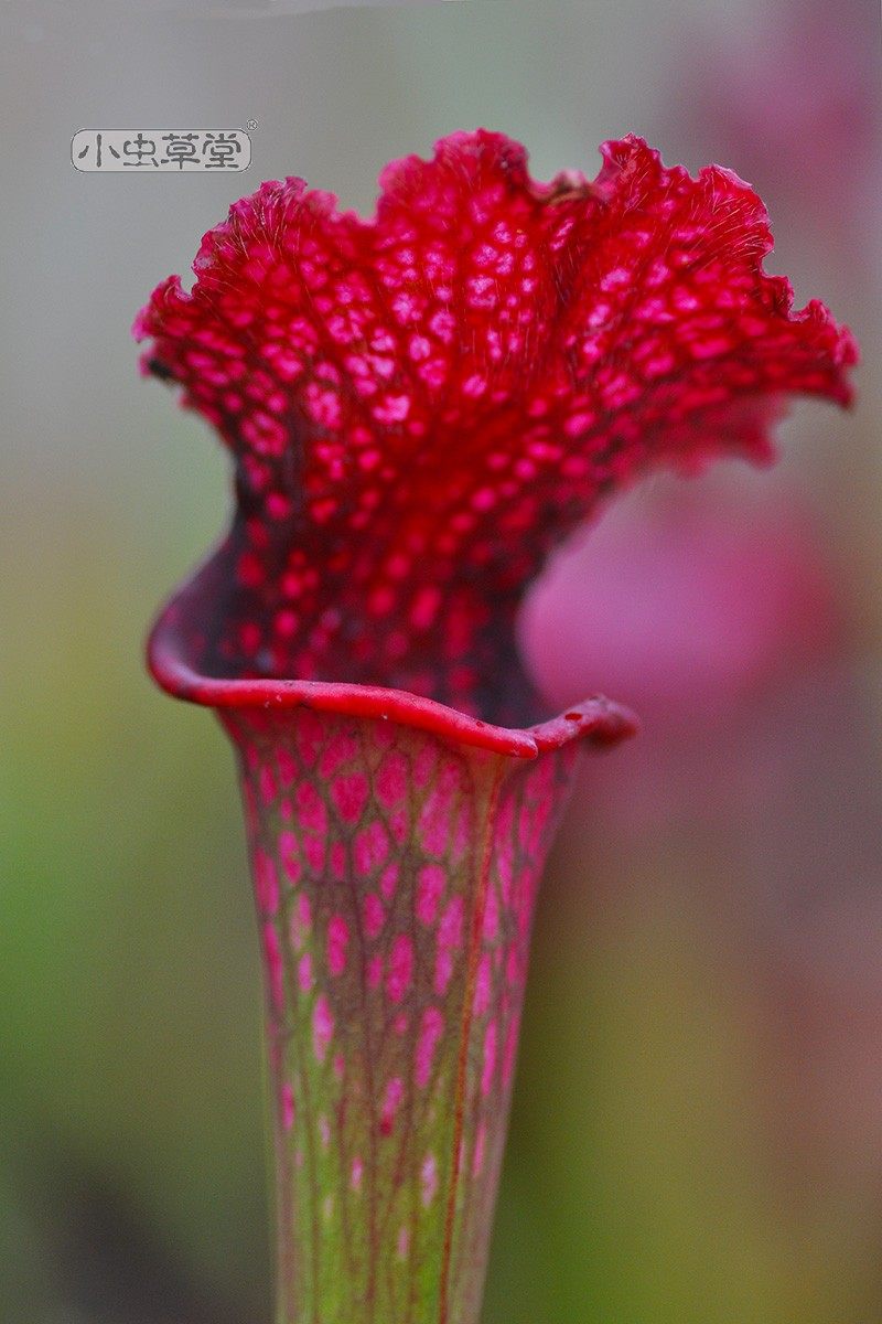 红顶植物蚊虫阳台室外庭院花园绿植盆栽食虫绿植
