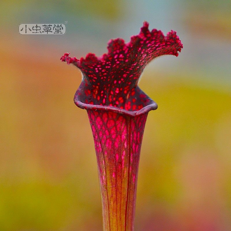 红顶植物蚊虫阳台室外庭院花园绿植盆栽食虫绿植