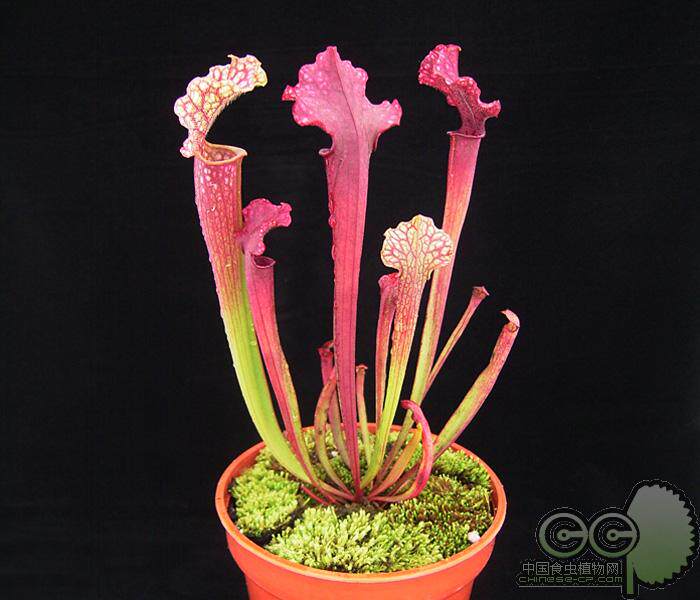 朱迪思瓶子草食虫植物盆栽食人花大型超大扑捕蝇草朱迪斯灭蚊室内