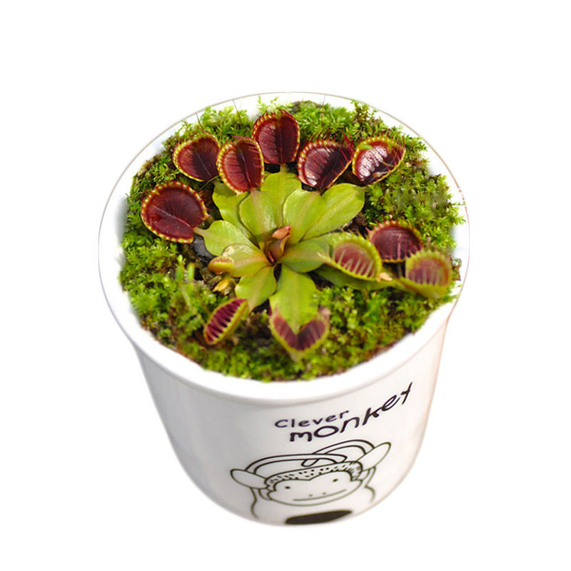 杯夹捕蝇草小虫草堂食虫植物盆栽食虫草食人花种孑猪笼草吃驱蚊草