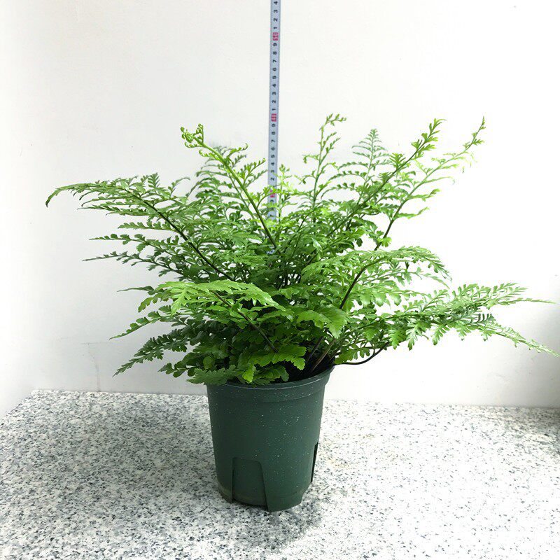 盆栽平安吉姆蕨小室内半阴绿植可水培蕨类植物绿植