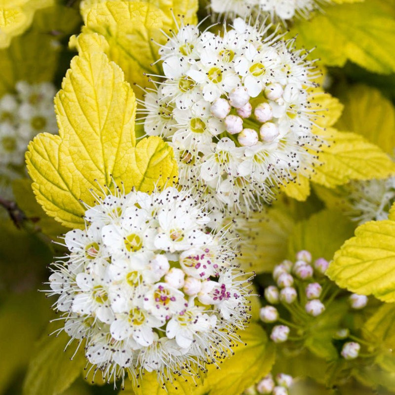 紫叶风箱果 金叶风箱果 庭院花镜植物 多年生彩叶灌木 费费96 包邮