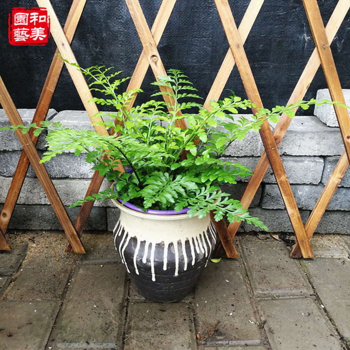 盆栽平安吉姆蕨小室内半阴绿植可水培蕨类植物绿植