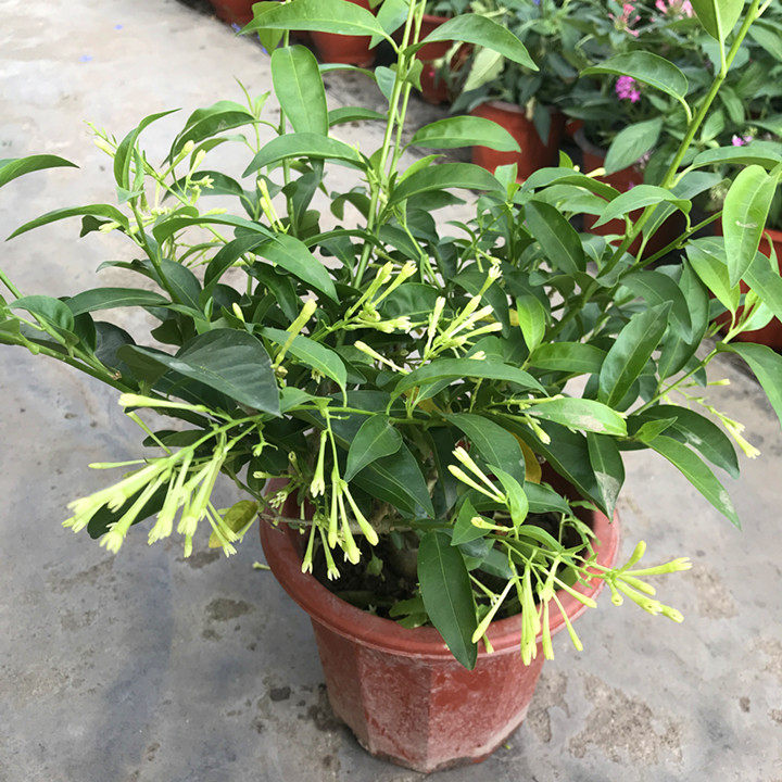 芳香花卉夜来香盆栽当年开花蚊虫净化空气花期2盆绿植