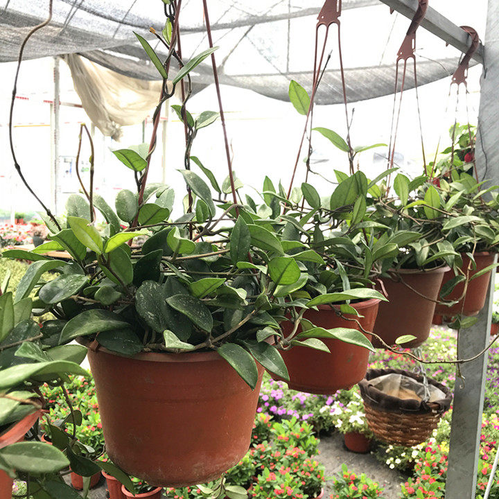 球兰爬藤苗包兰大多年生藤球花卉盆栽半阴室内时令草本花卉