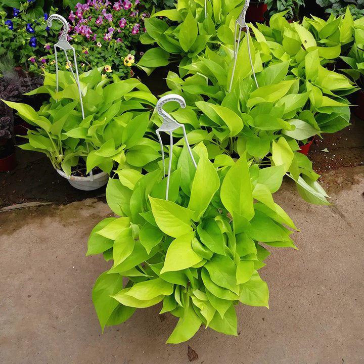 黄金绿萝室内常绿观叶绿植绿植耐阴稀有品种2盆绿植