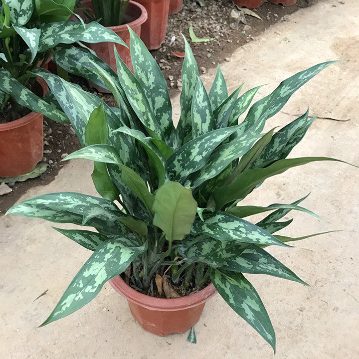 室内观叶绿植绿植黑美人盆栽斜纹粗肋室内净化空气甲醛绿植