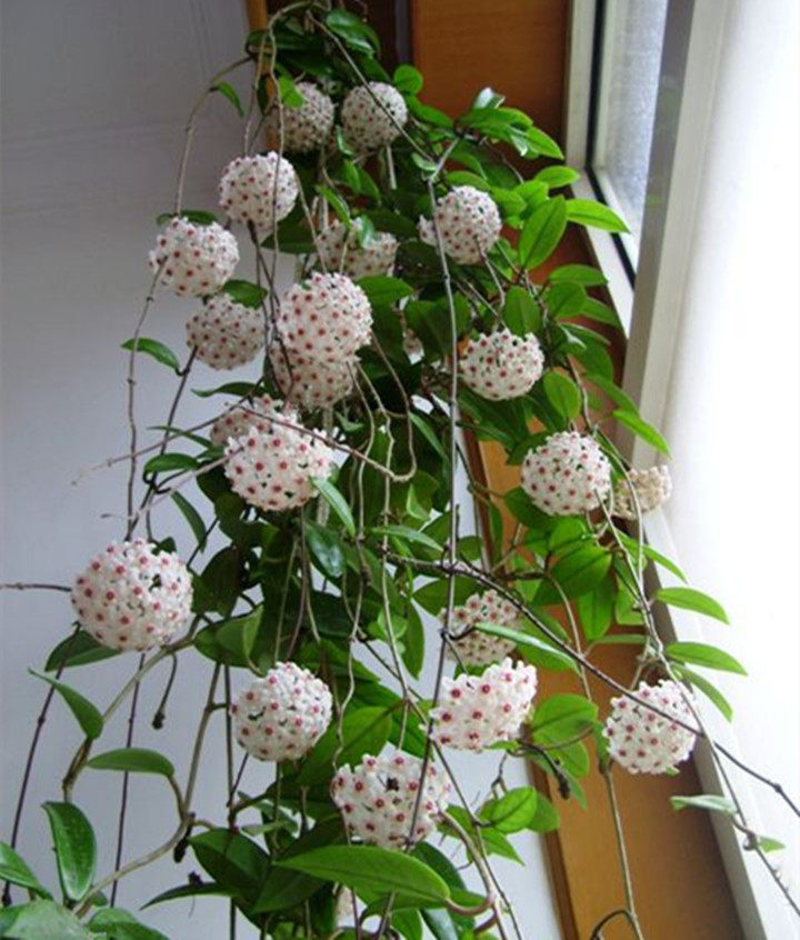 球兰爬藤苗包兰大多年生藤球花卉盆栽半阴室内时令草本花卉