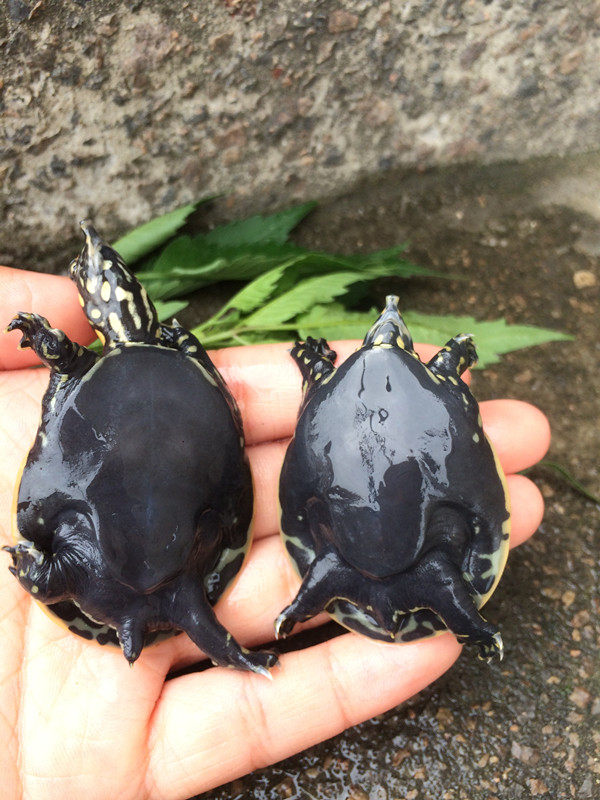 珍珠鳖苗乌龟活体观赏鳖宠物鳖美国角鳖甲鱼苗活物深水刺鳖大苗
