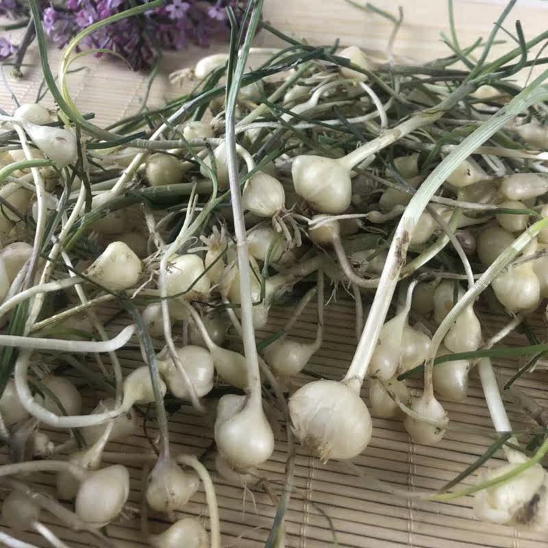 东北山野菜小根菜新鲜大脑泵野生小根蒜蘸酱山菜现挖现卖500g包邮