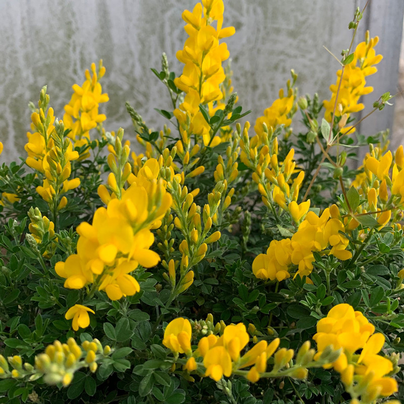 金雀黄金雀花园花苞花苗金雀花花卉四季植物室外花卉
