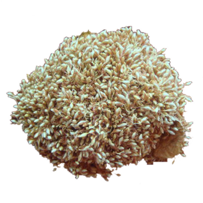 纯野野生冰粉凉粉籽手搓冰有机原料冰籽石花籽其它干货